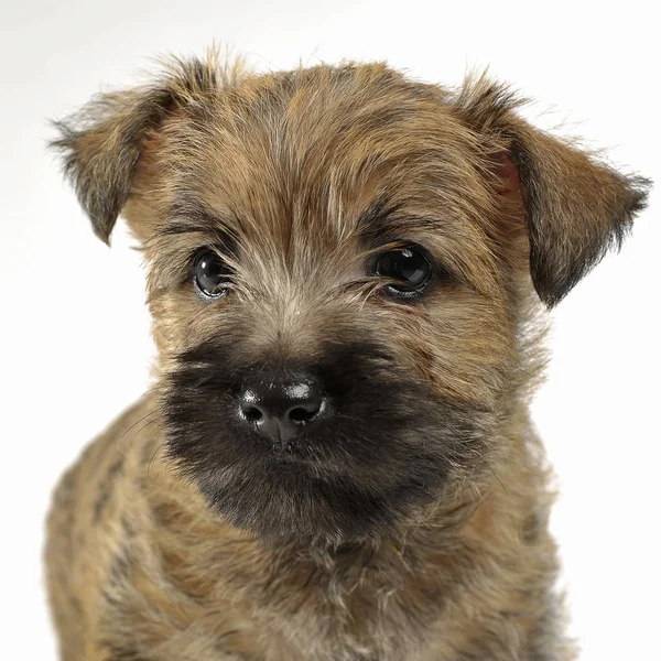 Filhote Cachorro Cairn Terrier Retrato Estúdio — Fotografia de Stock