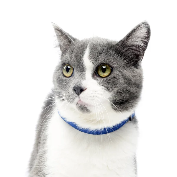 Portrait Adorable Domestic Cat Isolated White Background — Stock Photo, Image