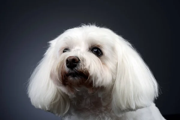 Πορτρέτο Του Ένα Χαριτωμένο Σκυλί Μπολονέζ Studio Που Γυρίστηκε Απομονώνονται — Φωτογραφία Αρχείου