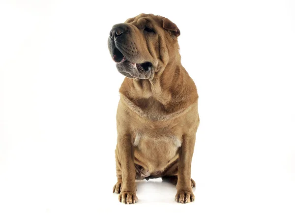 Shar Pei Sitting White Studio Looking Left — Stock Photo, Image