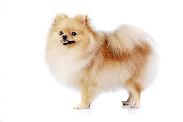 Beyaz Arka Plan Üzerinde Bir Çok Güzel Pomeranian Köpek Duran — Stok fotoğraf