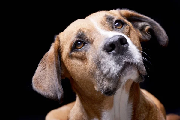 Porträt Eines Entzückenden Staffordshire Terriers Studioaufnahme Isoliert Auf Schwarz — Stockfoto