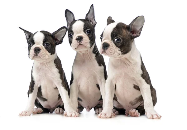 Tre Valp Boston Terrier Vit Fotostudio — Stockfoto