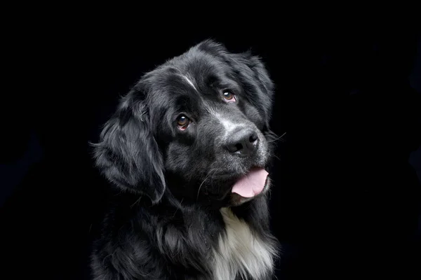 Porträt Eines Entzückenden Neufundländerhundes Isoliert Auf Schwarzem Hintergrund — Stockfoto