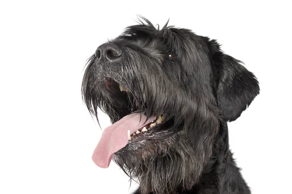 Retrato Adorável Black Russian Terrier Tiro Estúdio Isolado Branco — Fotografia de Stock