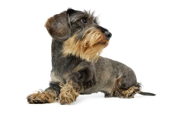 Estúdio Tiro Fio Cabelo Adorável Dachshund Deitado Sobre Fundo Branco — Fotografia de Stock