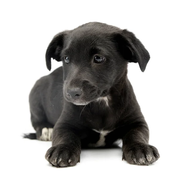 Studioaufnahme Eines Niedlichen Mischlingshundewelpen Auf Weißem Hintergrund — Stockfoto