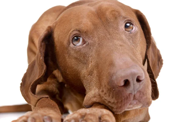 Stúdió Lövés Egy Imádnivaló Magyar Vizsla Magyar Vizsla Fekvő Fehér — Stock Fotó