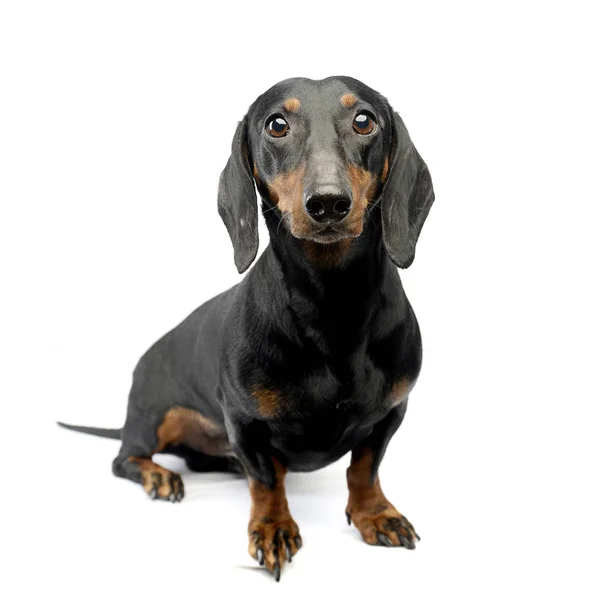 Estúdio Tiro Adorável Cabelos Curtos Dachshund Sentado Sobre Fundo Branco — Fotografia de Stock