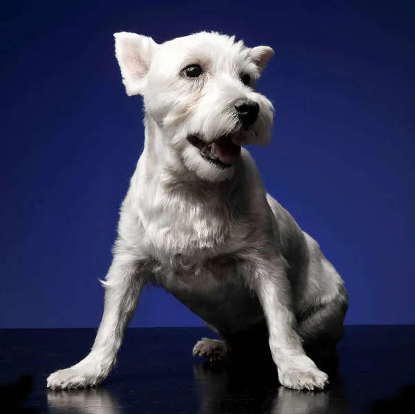 Δυτικά Highland Λευκού Σκύλου Κάθεται Photostudio Μπλε Φόντο — Φωτογραφία Αρχείου