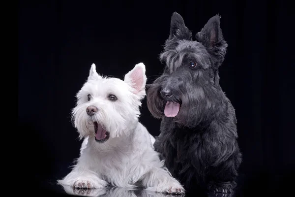 Studio Shot Adorable West Highland White Terrier Scottish Terrier Lying — Stock Photo, Image