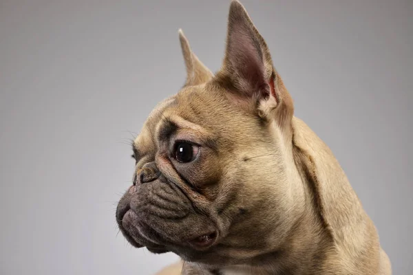 Portrait Adorable French Bulldog Studio Shot Isolated Grey — Stock Photo, Image