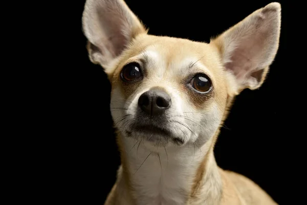 Retrato Adorable Chihuahua Plano Estudio Aislado Negro —  Fotos de Stock