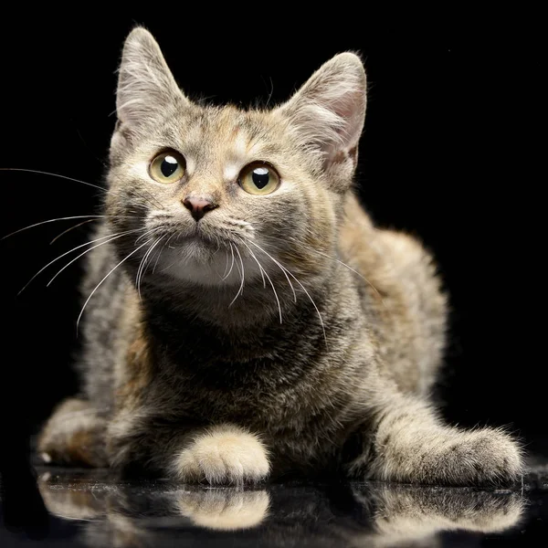 Студийный Снимок Очаровательной Кошки Лежащей Черном Фоне — стоковое фото