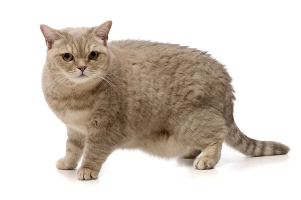 Estúdio Tiro Gato Doméstico Adorável Sobre Fundo Branco — Fotografia de Stock