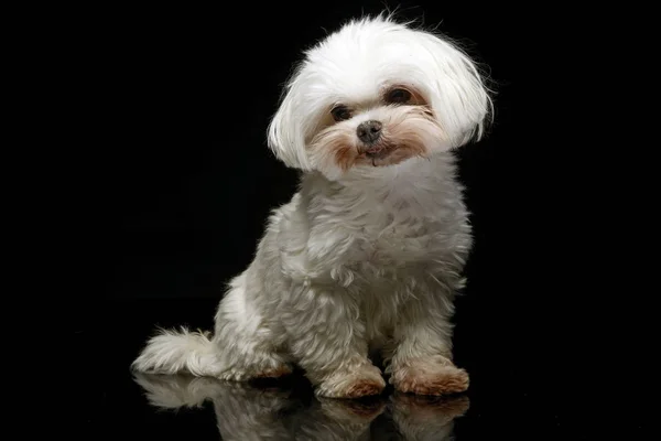 Shih Tzu Dark Photo Studio Royalty Free Stock Photos