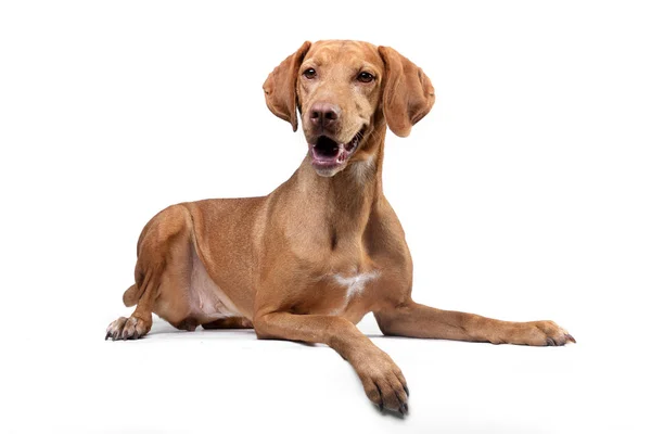 Studio Shot Adorable Hungarian Vizsla Lying White Background Stock Photo