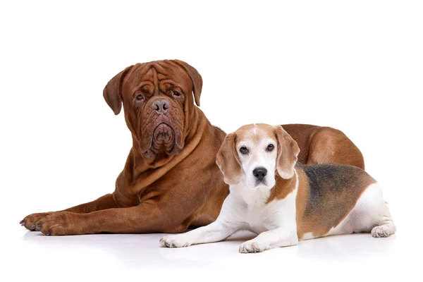 Studio Shot Adorable Dogue Bordeaux Beagle Lying White Background Stock Image