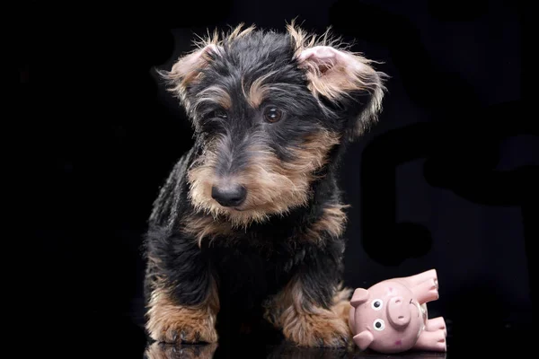 Studio Shot Adorable Dachshund Pink Pig Toy Isolated Black Background Stock Picture