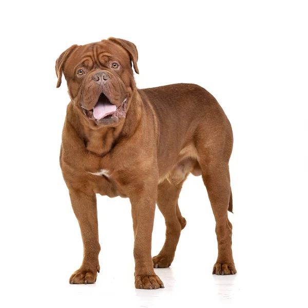 Studio Shot Adorable Dogue Bordeaux Standing White Background Stock Picture