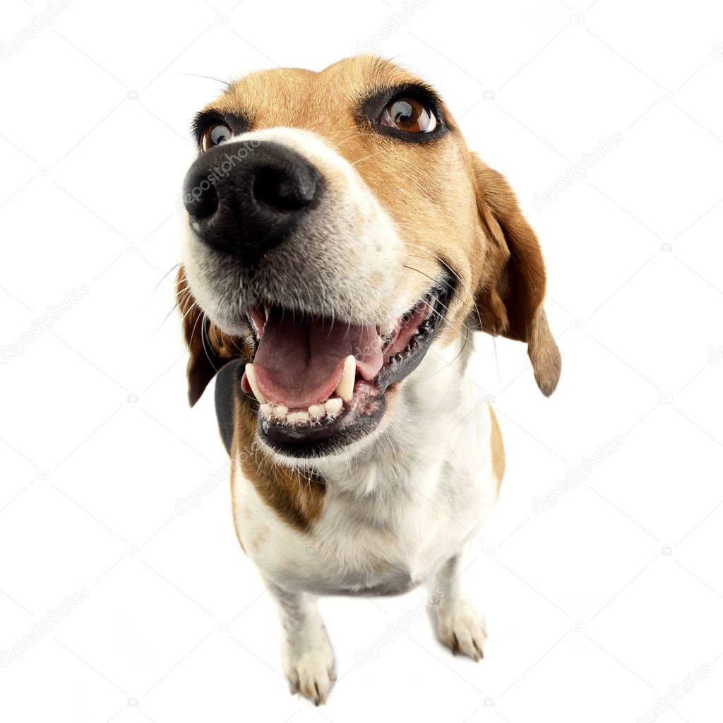 Wide angle shot of an adorable Beagle, studio shot, isolated on white.