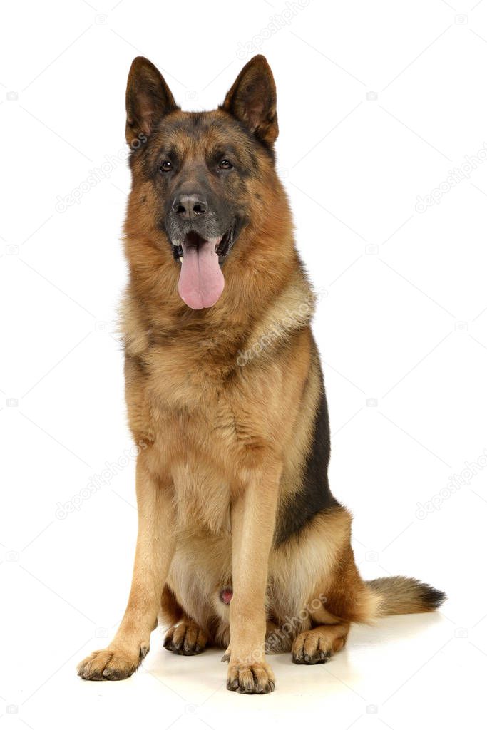 Studio shot of an adorable German shepherd sitting on white background.