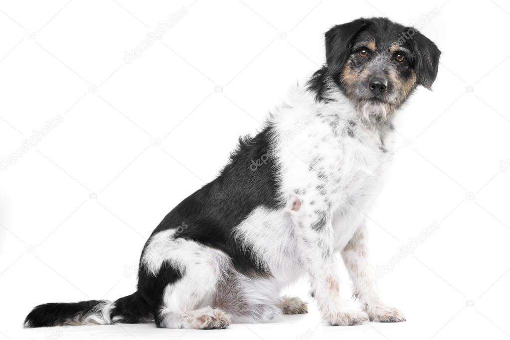 Studio shot of an adorable mixed breed dog sitting on white background.