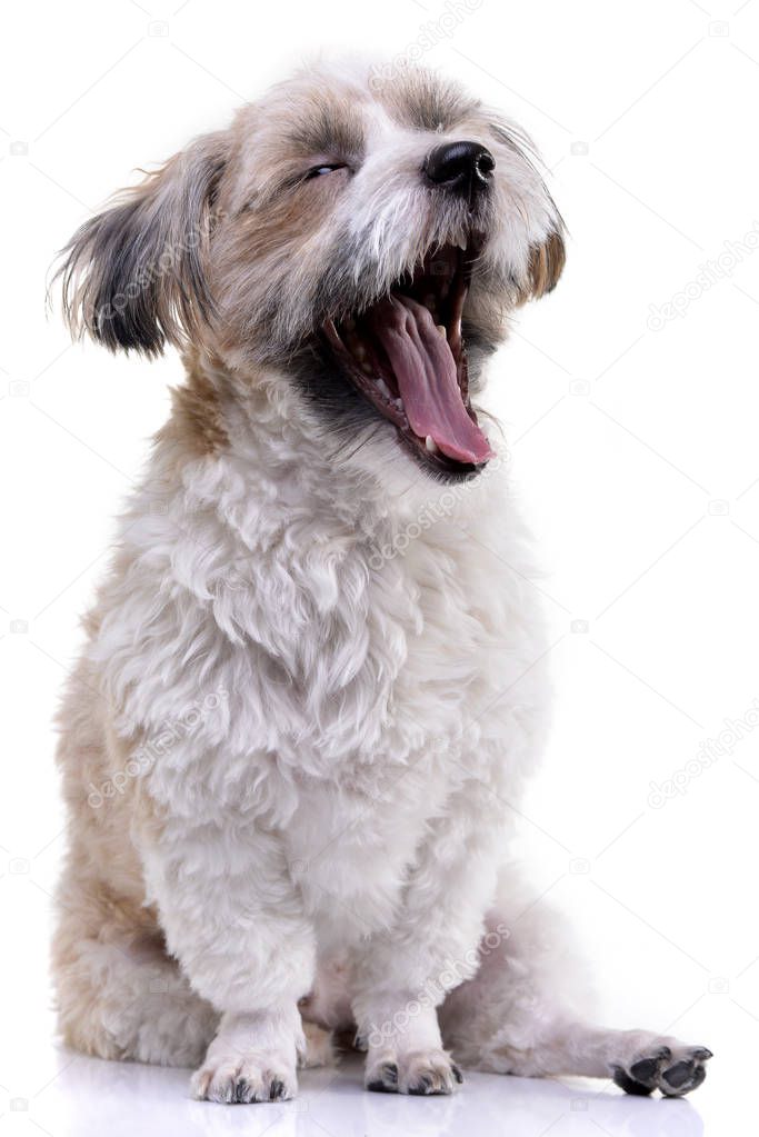 Studio shot of a cute yawning Havanese dog - isolated on white background.