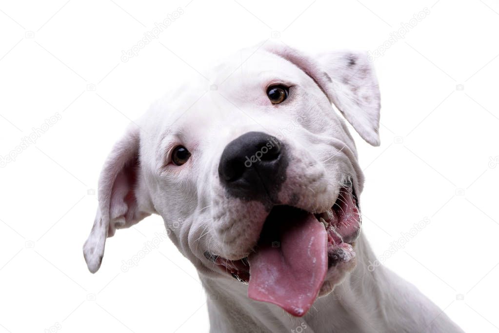Portrait of an adorable Dogo Argentino - isolated on white background.