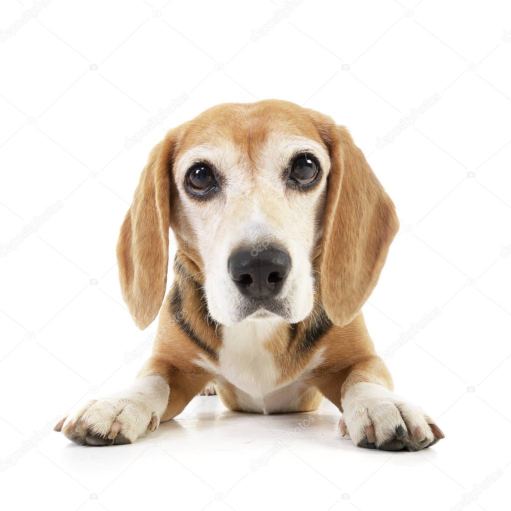 Studio shot of an adorable Beagle lying on white background.