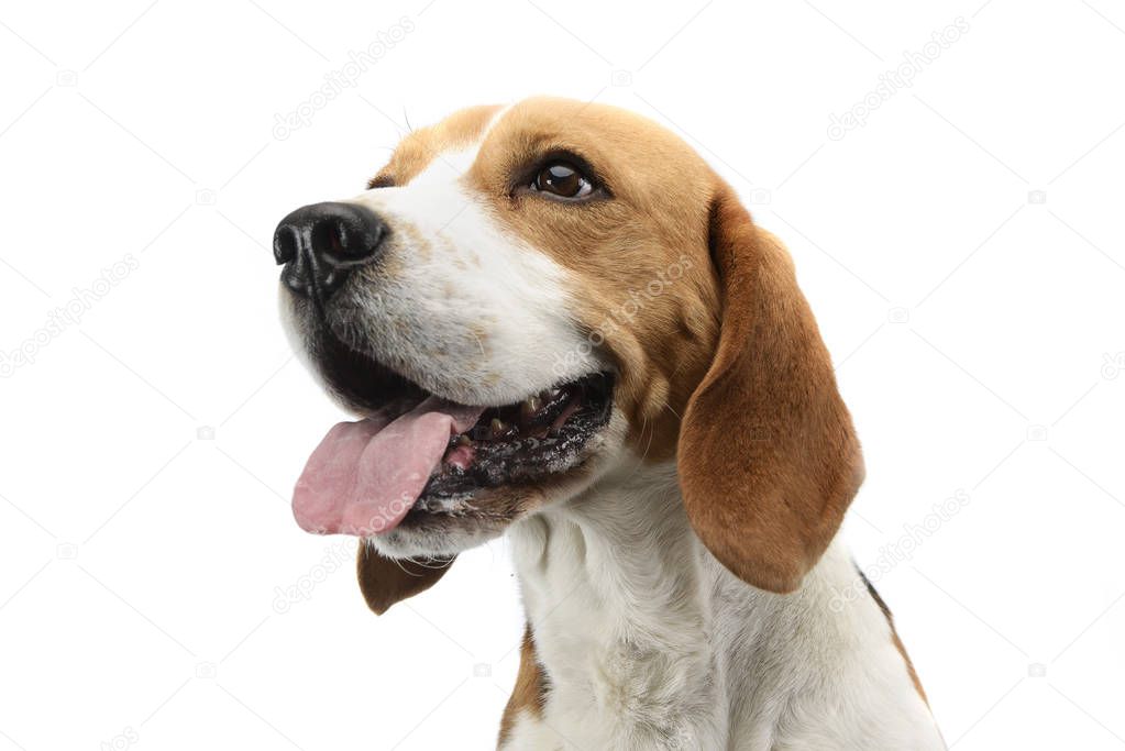 Portrait of an adorable Beagle, studio shot, isolated on white.