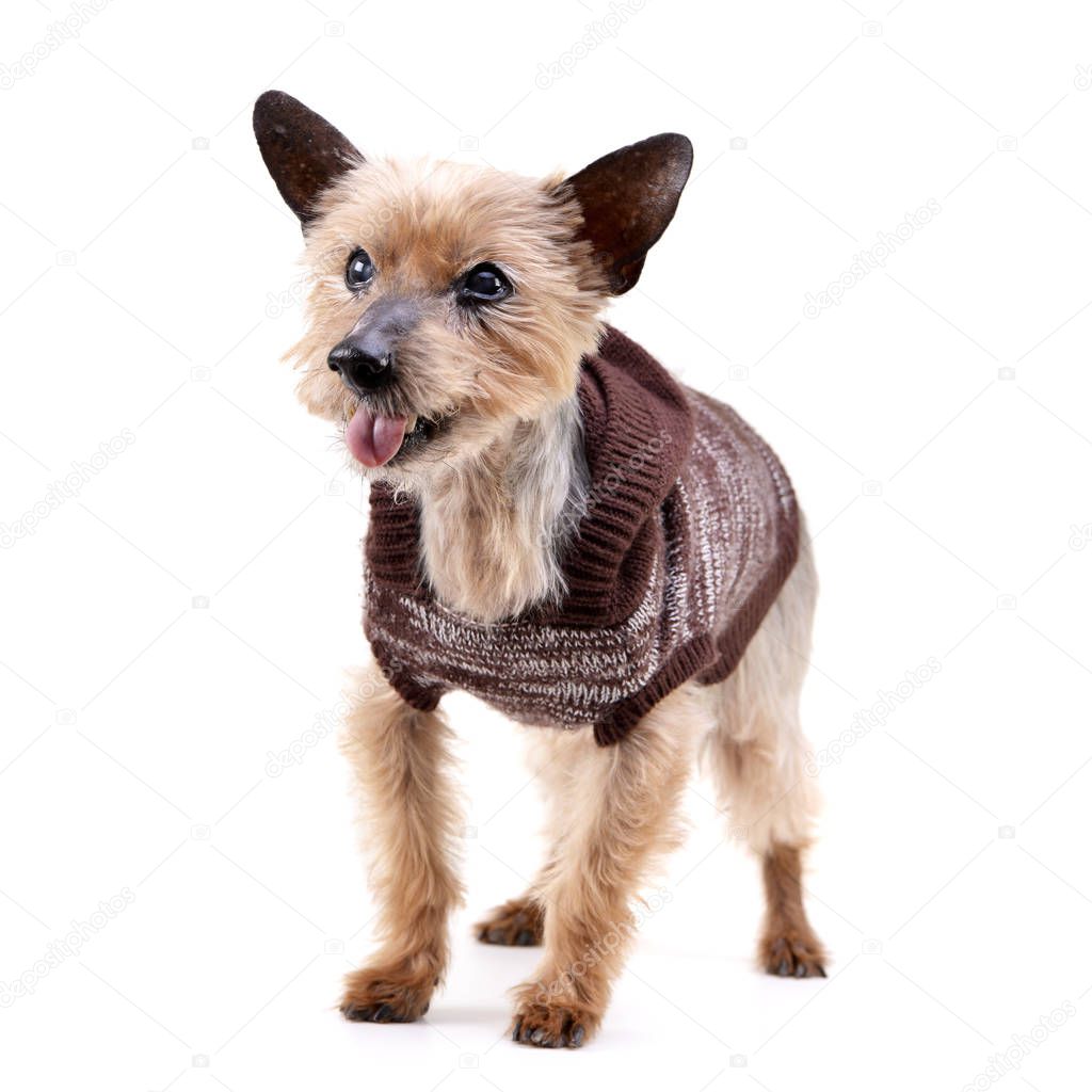 Studio shot of a blind Yorkshire terrier standing on white background.