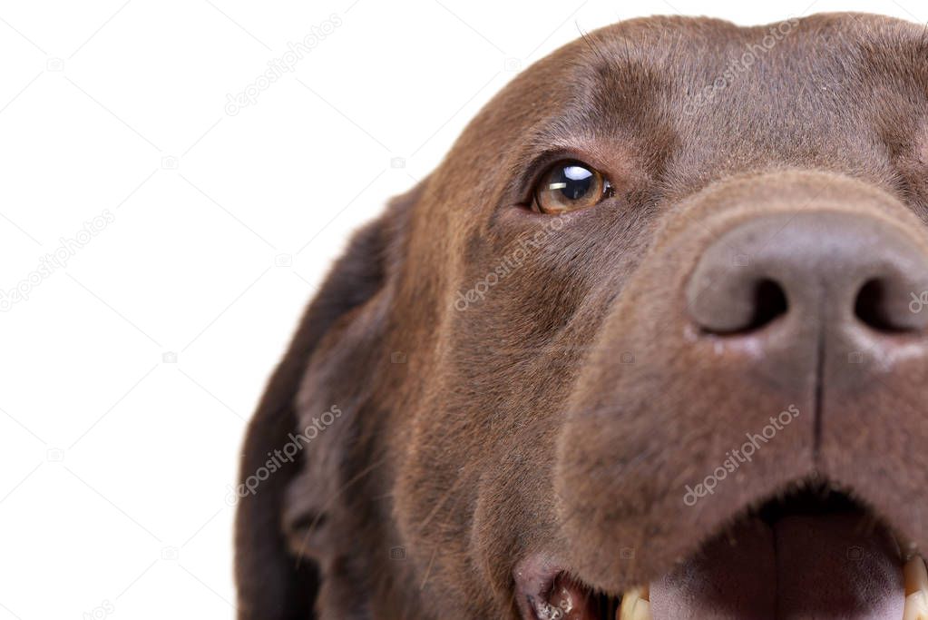 Portrait of an adorable Labrador retriever - studio shot, isolated on white.