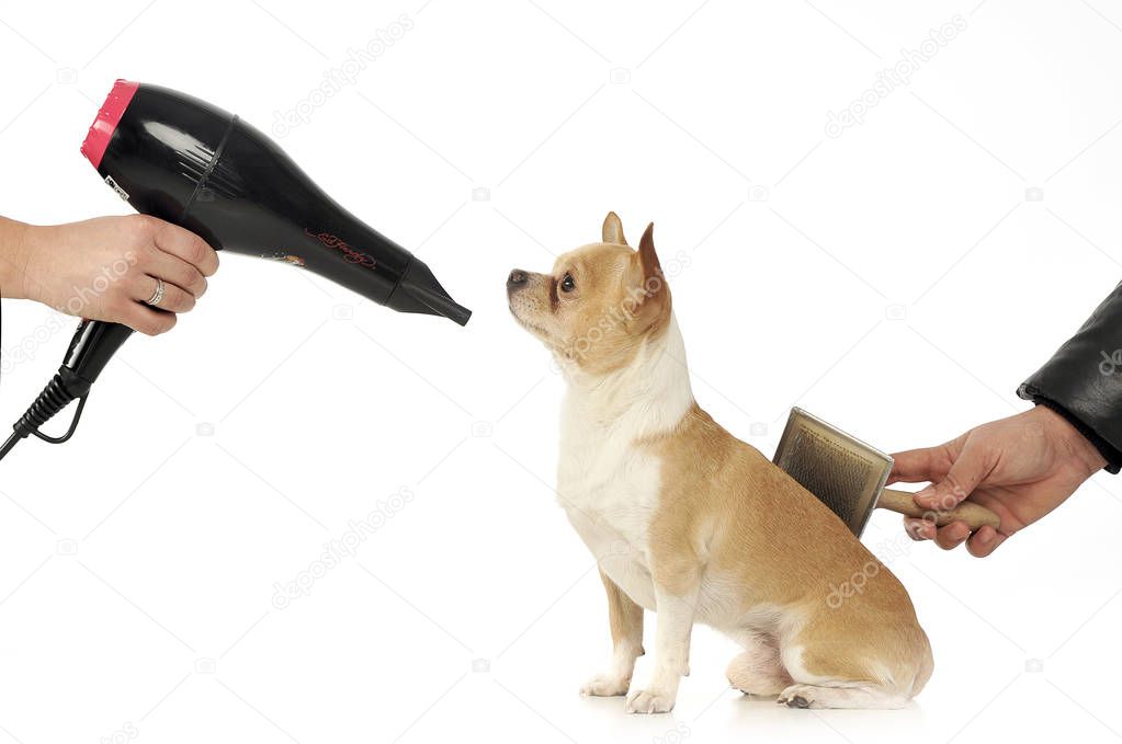 chihuahua drying and combing the beauty salon