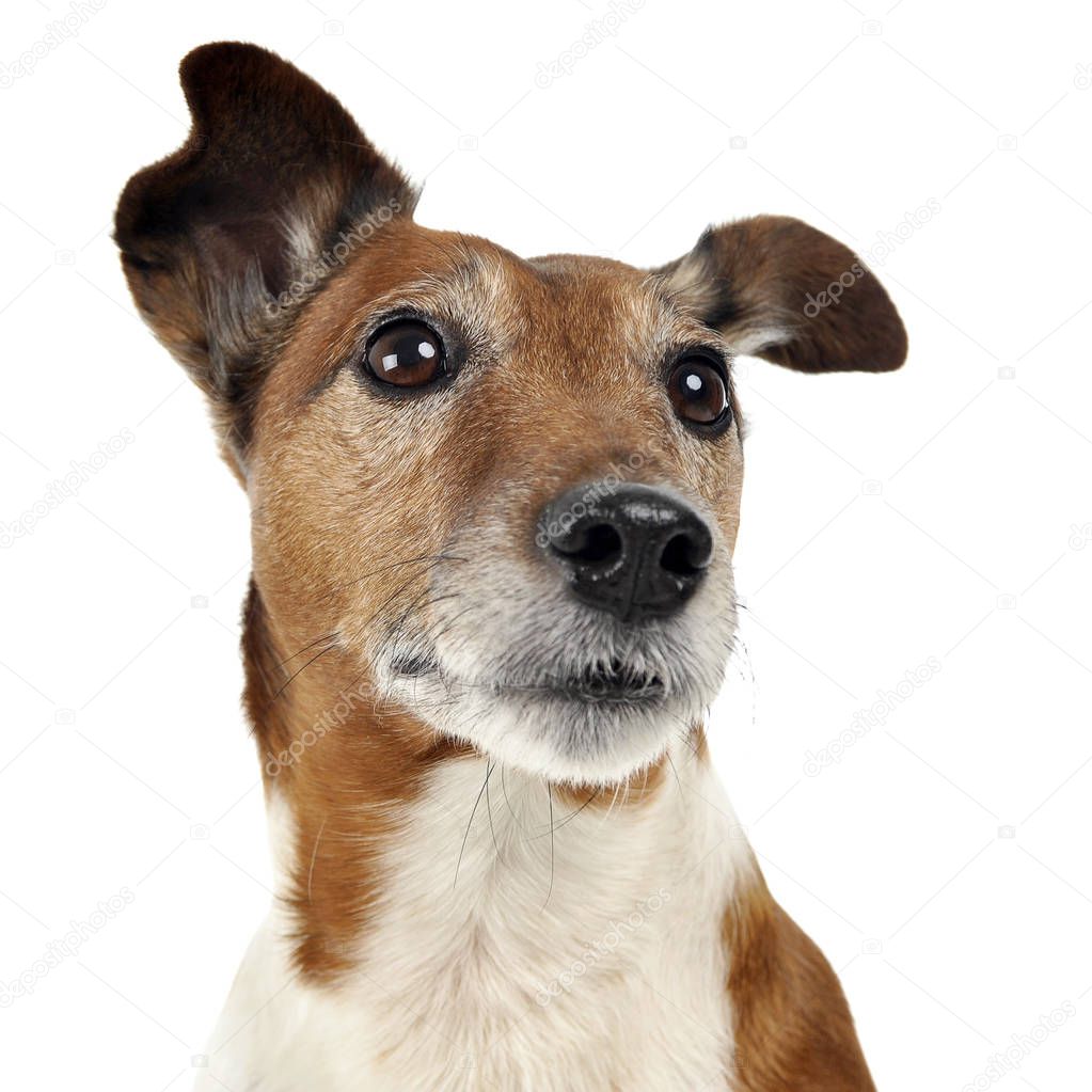 Jack Russell Terrier waching