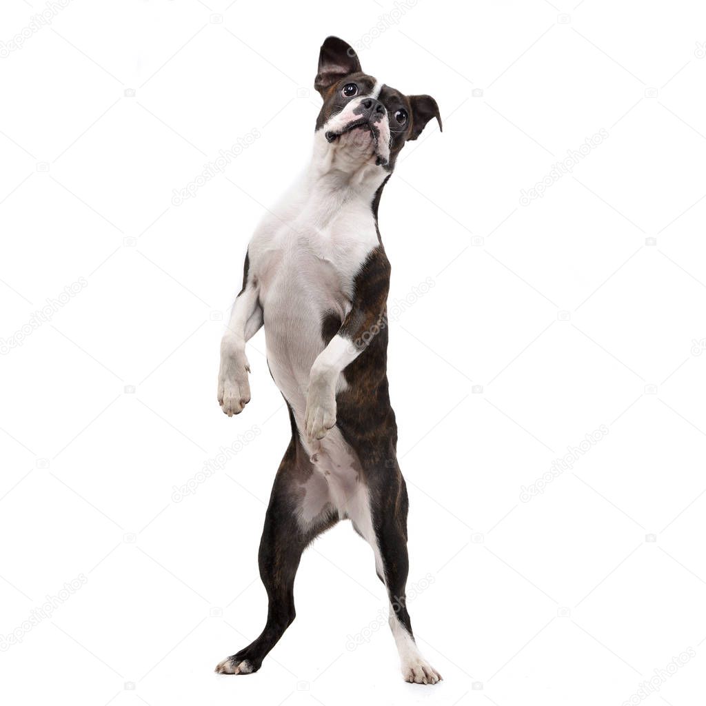 Studio shot of an adorable Boxer standing on two legs - isolated on white.