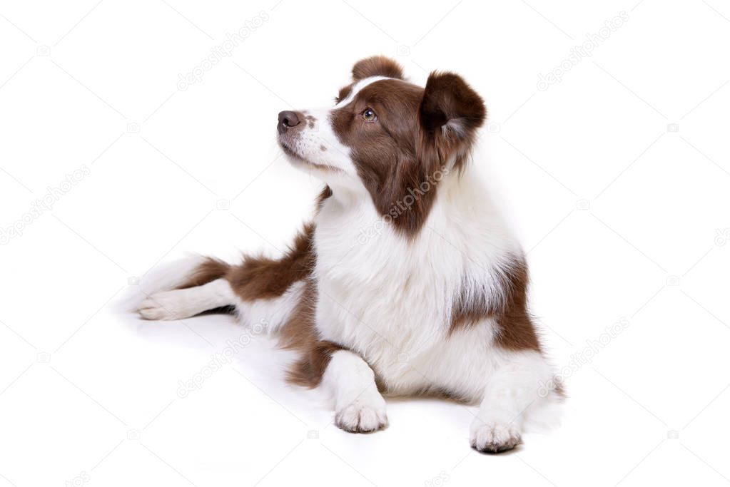 Studio shot of an adorable Border Collie lying on white background.