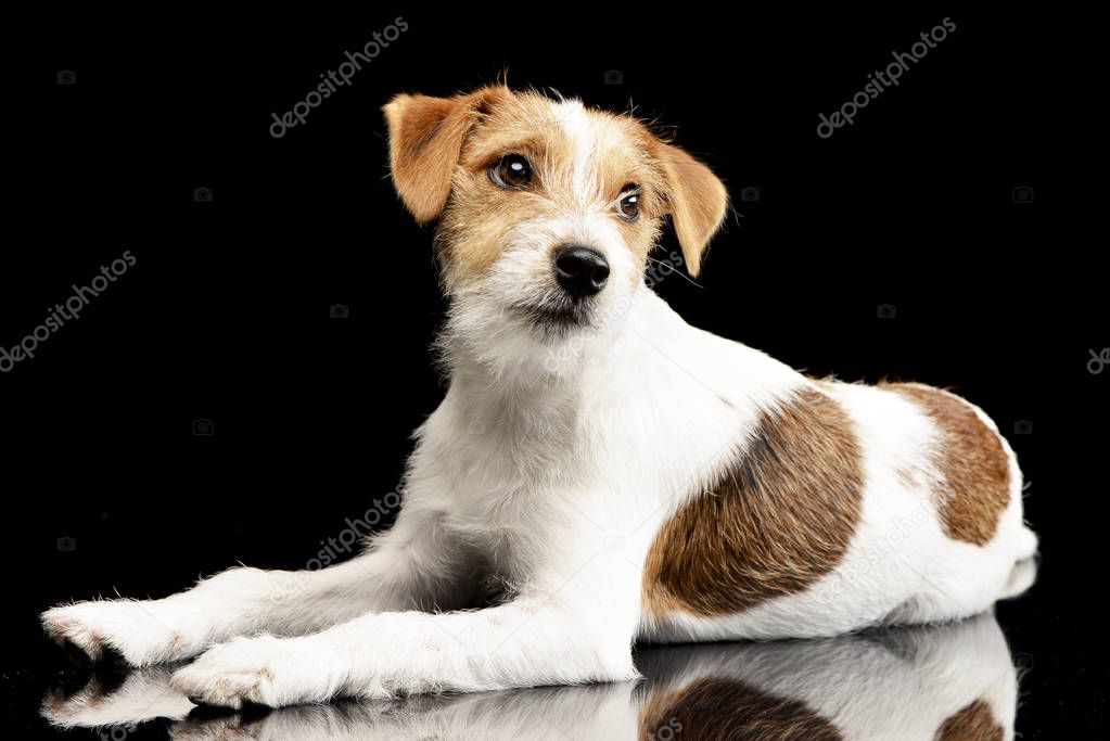 Studio shot of an adorable Jack Russell Terrier lying on black background.