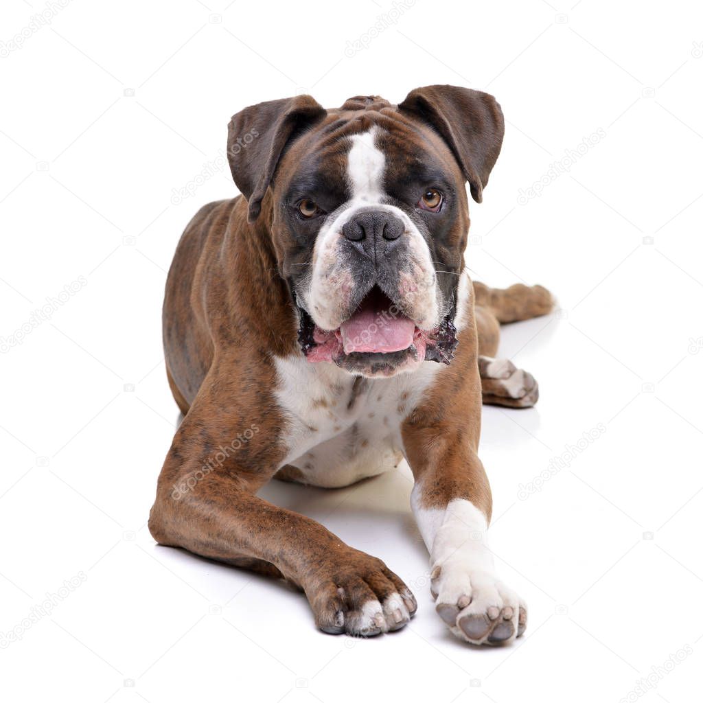 Studio shot of an adorable Boxer lying on white background.