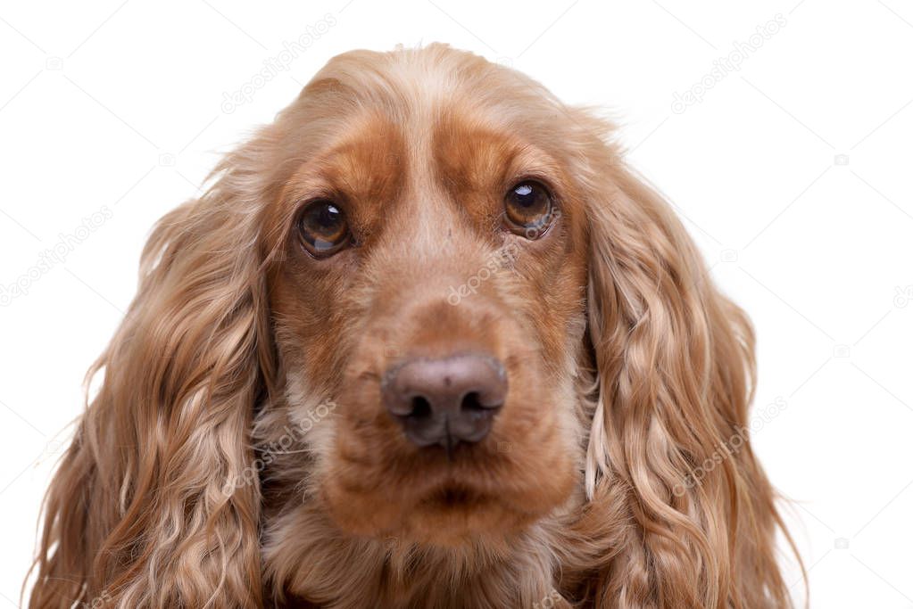 Portrait of an adorable English Cocker Spaniel - isolated on white background.