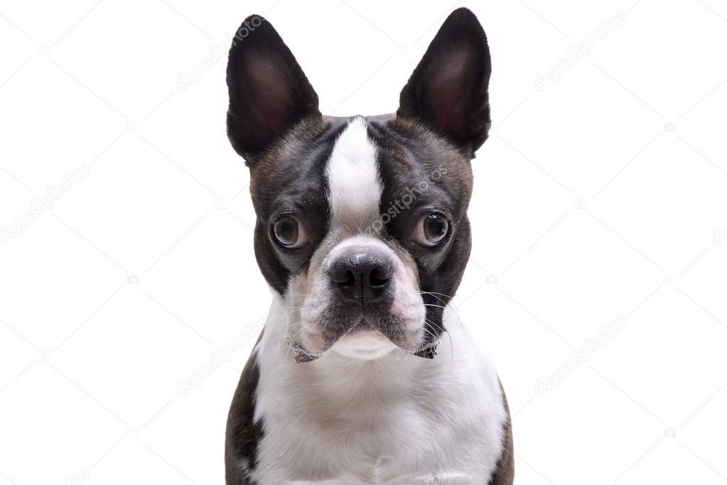 Portrait of an adorable Boston Terrier - isolated on white background.