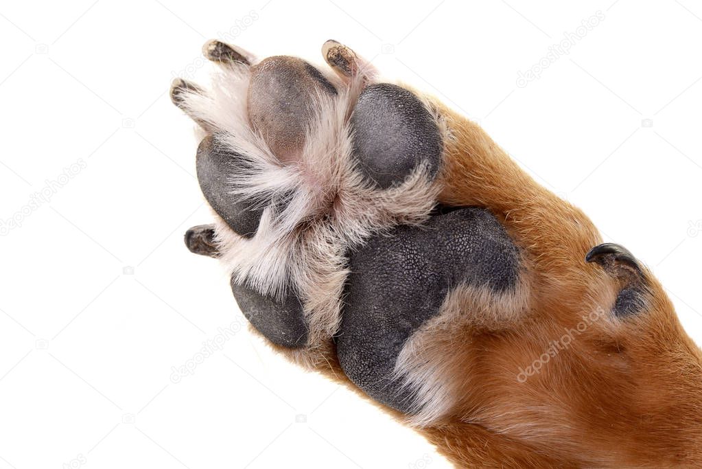 Close shot of an adorable Staffordshire Terrier's paw - studio shot, isolated on white.
