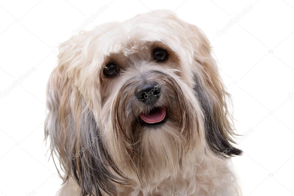 Portrait of an adorable Shi-Tzu - isolated on white background.