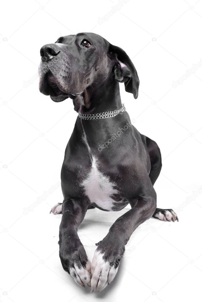 Studio shot of an adorable Great Dane lying on white background.