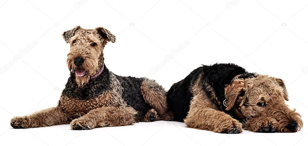 Two Airdale Terrier lying on the studio floor
