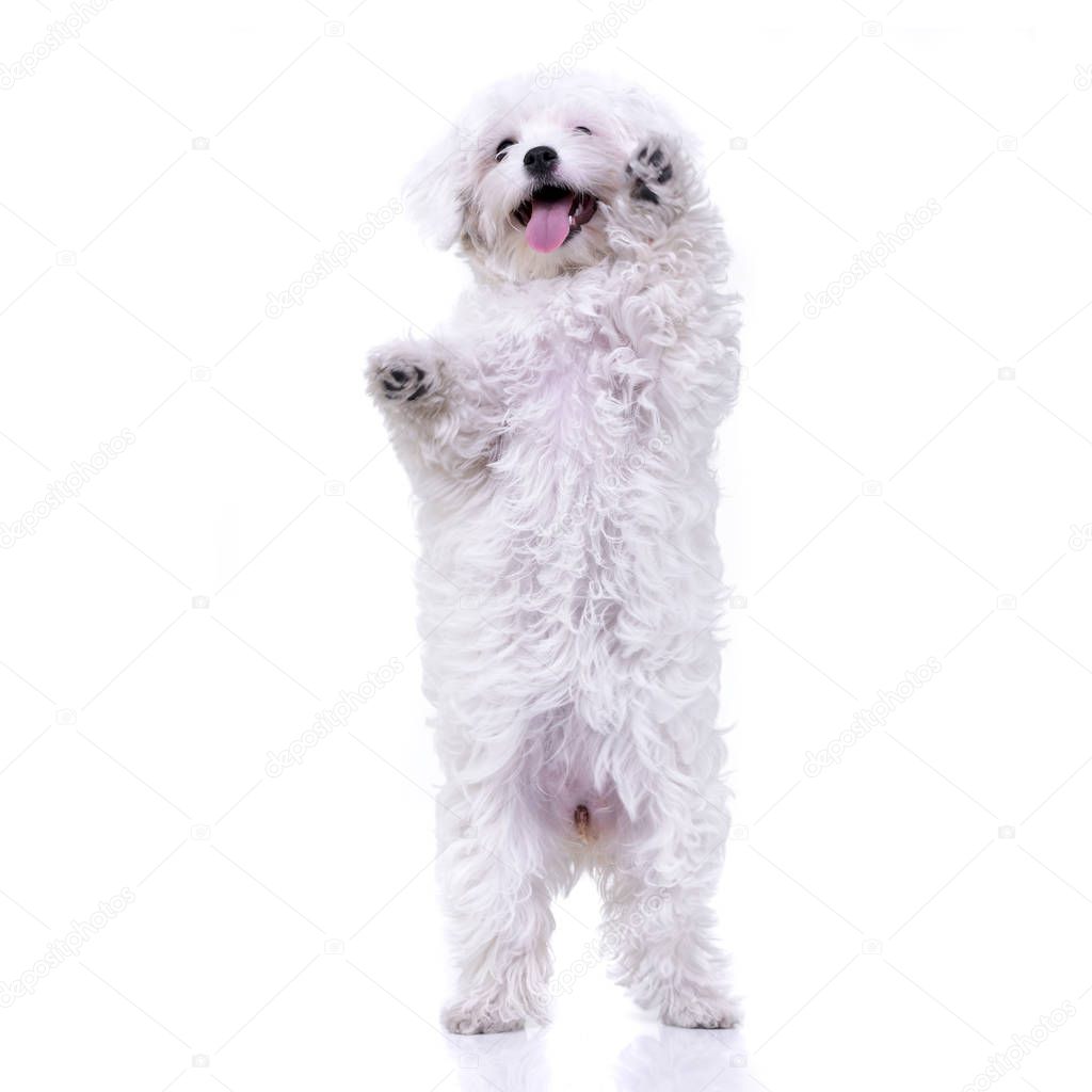 Studio shot of an adorable Havanese standing on hind legs - isolated on white background.