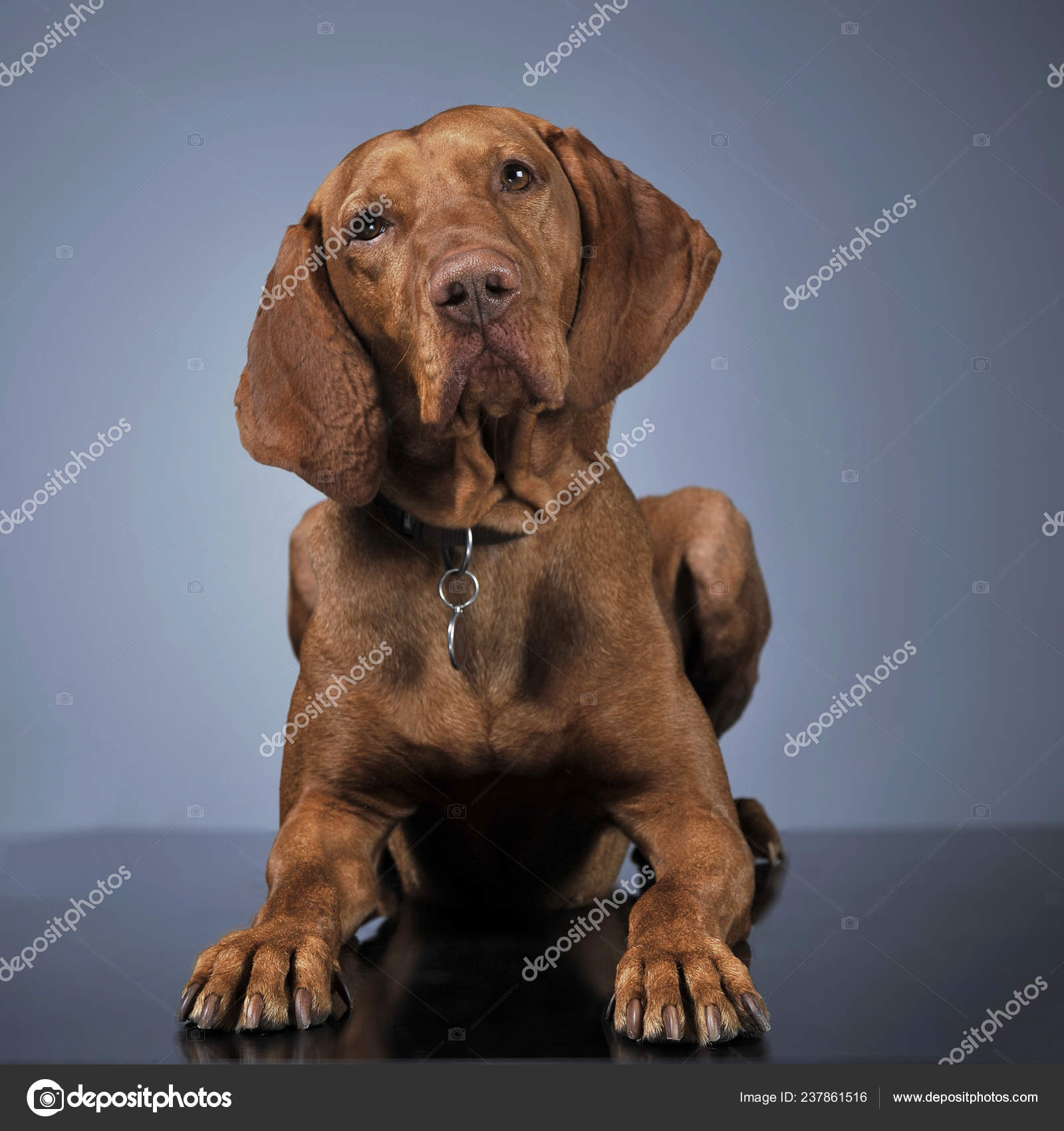 Hungarian Vizsla Lying Dark Background — Stock Photo