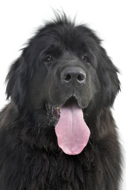 Çok güzel bir Newfoundland köpek - beyaz arka plan üzerinde izole portresi.