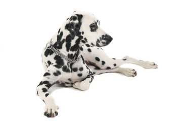 sevimli Dalmaçyalı beyaz arka plan photo studio rahatlatıcı