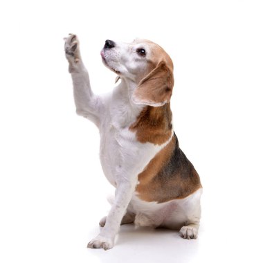 Çok güzel bir beagle onun bacaklı - beyaz arka plan üzerinde izole sallayarak stüdyo çekim.